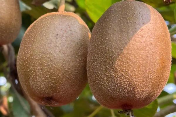 猕猴桃为何一直很硬，可能是尚未成熟、温度过低等原因所导致