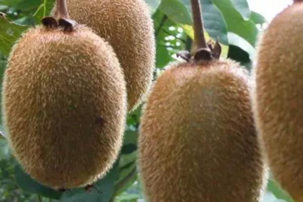 猕猴桃为何一直很硬，可能是尚未成熟、温度过低等原因所导致