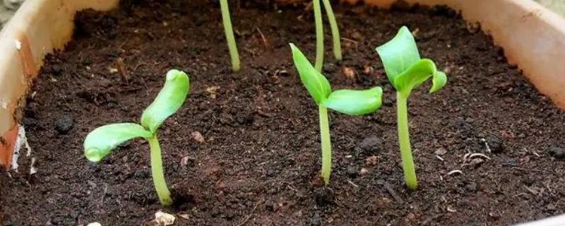 哈密瓜幼苗的外观