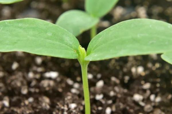 哈密瓜幼苗的外观，子叶呈椭圆形、叶腋处具有卷须