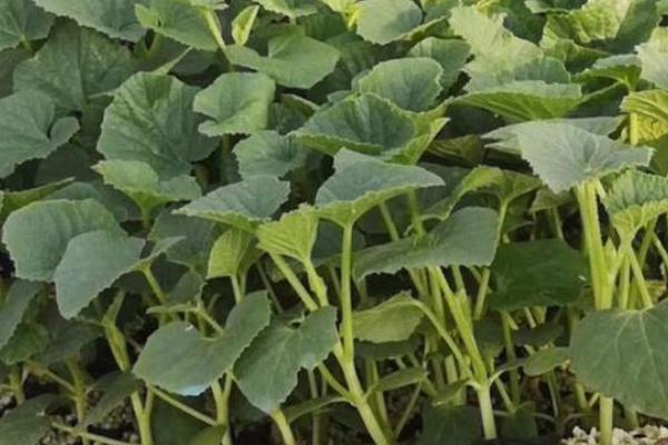 哈密瓜幼苗的外观，子叶呈椭圆形、叶腋处具有卷须