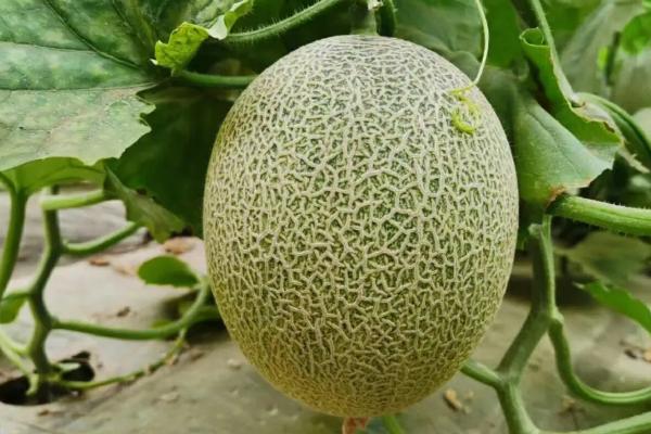 哈密瓜幼苗的外观，子叶呈椭圆形、叶腋处具有卷须