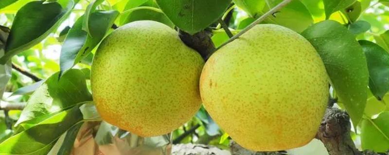 一亩地产多少梨