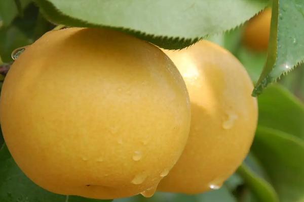 一亩地产多少梨，通常可达到2000-3000公斤左右