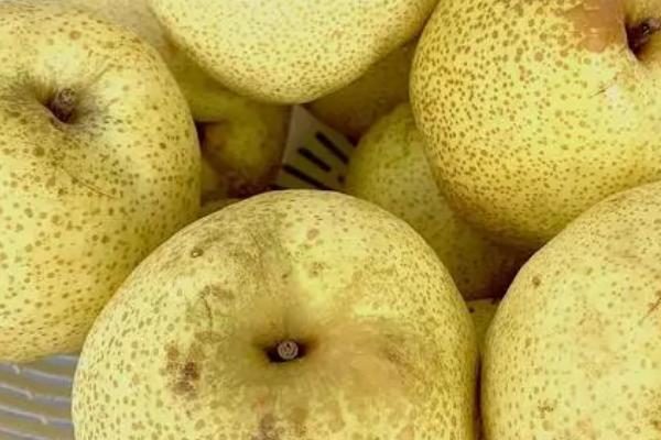 一亩地产多少梨，通常可达到2000-3000公斤左右