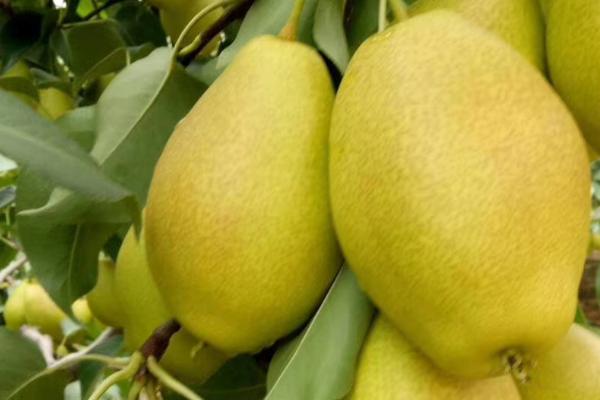 一亩地产多少梨，通常可达到2000-3000公斤左右