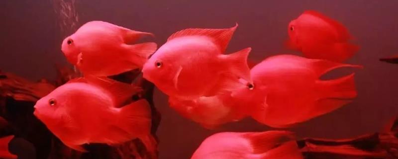 鹦鹉鱼能不能繁殖