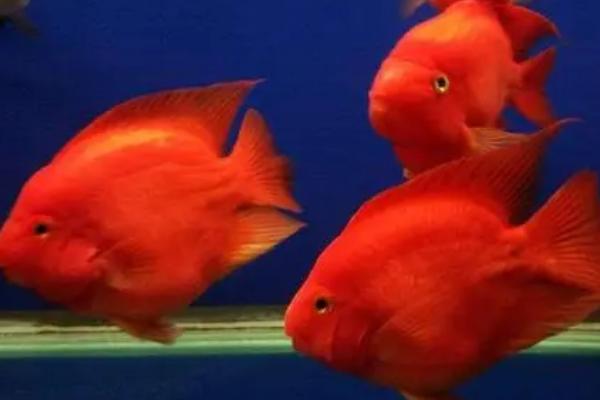 鹦鹉鱼能不能繁殖，同类之间不能繁殖、因为染色体无法整齐配对