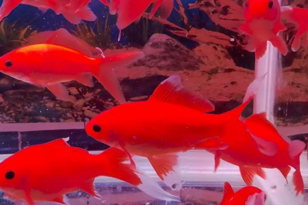 鹦鹉鱼能不能繁殖，同类之间不能繁殖、因为染色体无法整齐配对