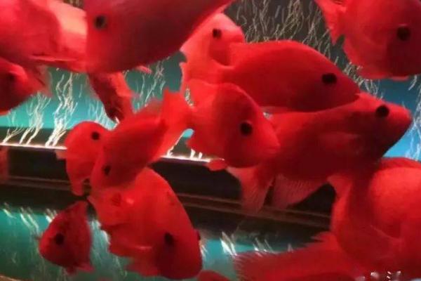 鹦鹉鱼能不能繁殖，同类之间不能繁殖、因为染色体无法整齐配对