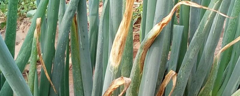 大葱叶黄根黑的原因