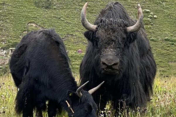 一头牦牛有多重，成年雄性牦牛可达400-500kg