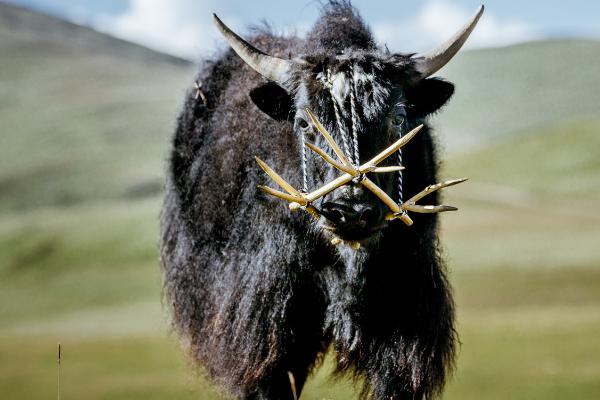 一头牦牛有多重，成年雄性牦牛可达400-500kg