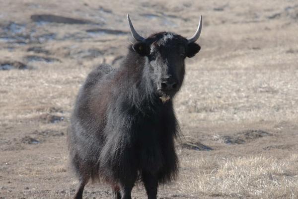 一头牦牛有多重，成年雄性牦牛可达400-500kg