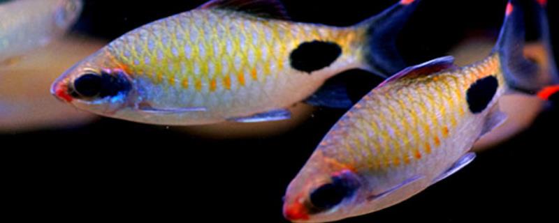 黑斑鲫的饲养方法