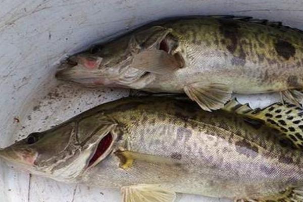 黑斑鲫的饲养方法，饲养的水缸需要加盖