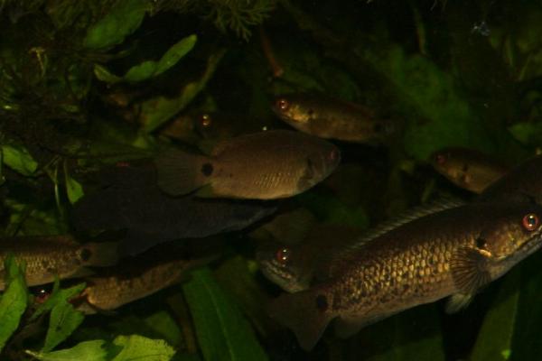 黑斑鲫的饲养方法，饲养的水缸需要加盖