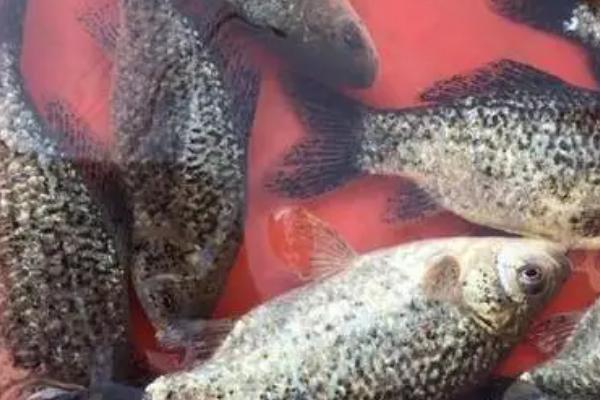 黑斑鲫的饲养方法，饲养的水缸需要加盖