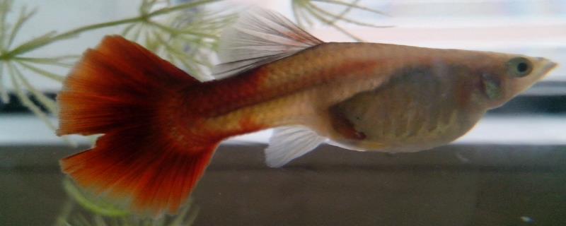 孔雀鱼受惊后不生小鱼如何处理