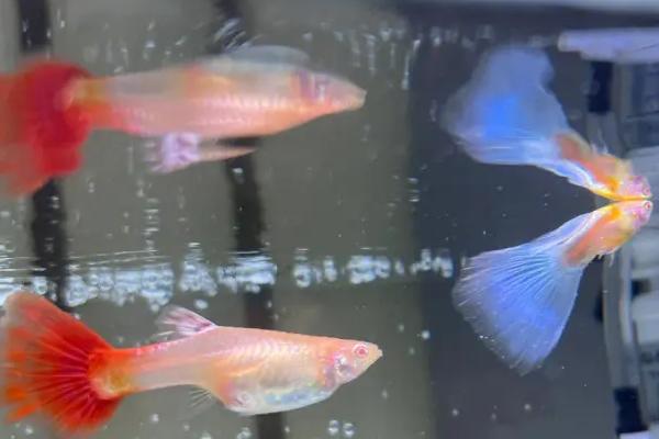 孔雀鱼受惊后不生小鱼如何处理，提供安静的生活环境有助于恢复生产