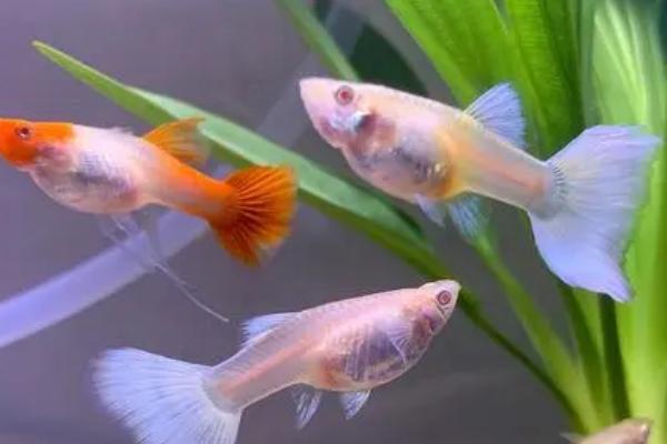 孔雀鱼受惊后不生小鱼如何处理，提供安静的生活环境有助于恢复生产