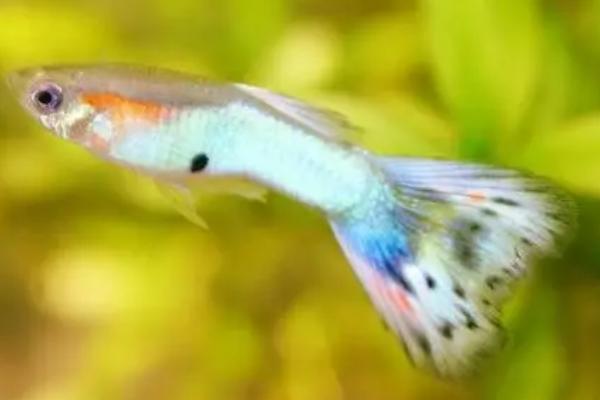 孔雀鱼受惊后不生小鱼如何处理，提供安静的生活环境有助于恢复生产