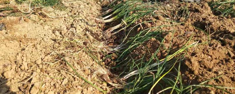 藠头喜阳还是喜阴