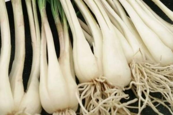 藠头喜阳还是喜阴，光照弱的环境下会生长得更好