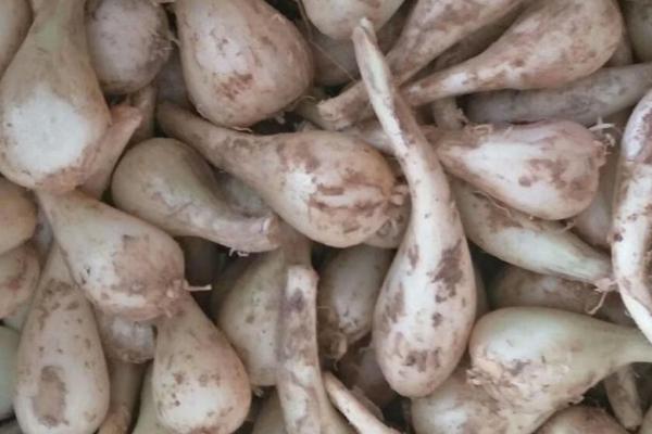 藠头喜阳还是喜阴，光照弱的环境下会生长得更好