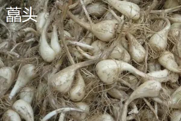 藠头喜阳还是喜阴，光照弱的环境下会生长得更好