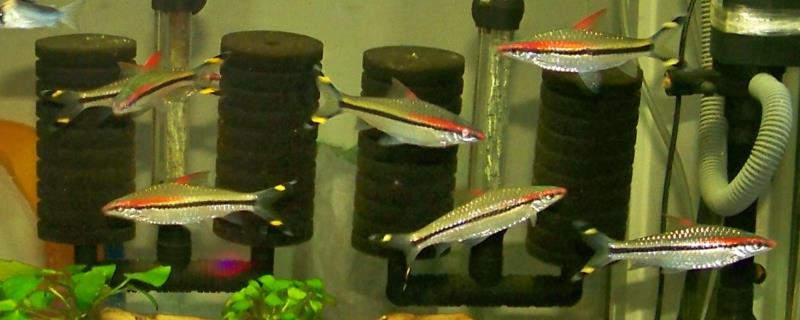 一眉道人鱼互相撕咬的原因