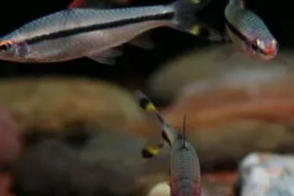 一眉道人鱼互相撕咬的原因，可能是密度过大、感到饥饿等因素所导致