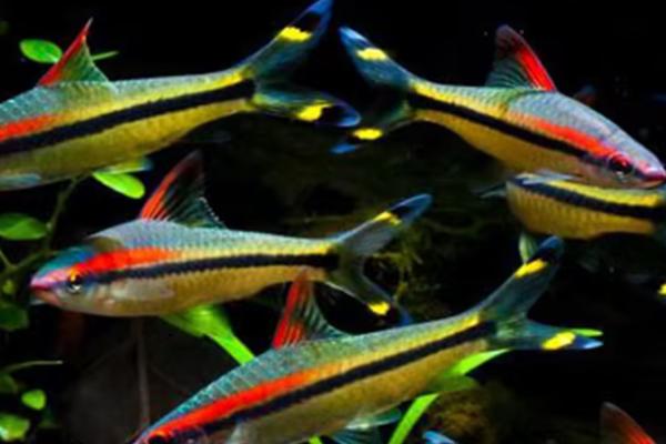 一眉道人鱼互相撕咬的原因，可能是密度过大、感到饥饿等因素所导致