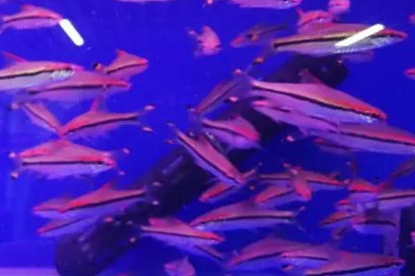 一眉道人鱼互相撕咬的原因，可能是密度过大、感到饥饿等因素所导致