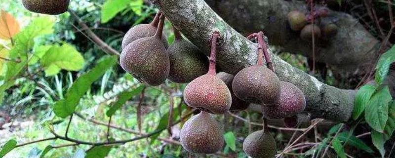 种植牛奶果要施什么肥料