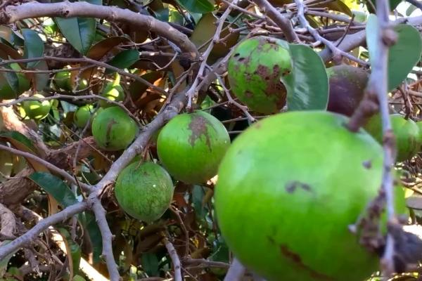 种植牛奶果要施什么肥料，一般可主施有机肥