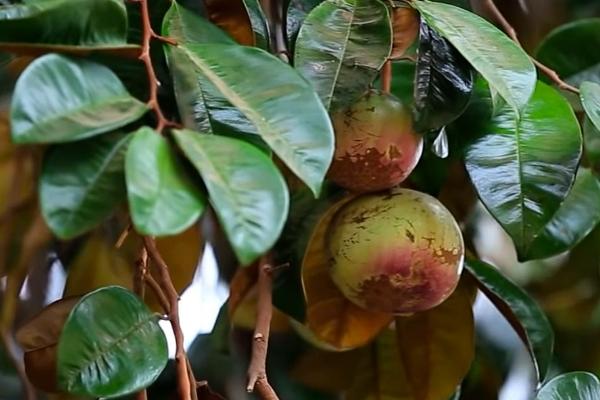 种植牛奶果要施什么肥料，一般可主施有机肥