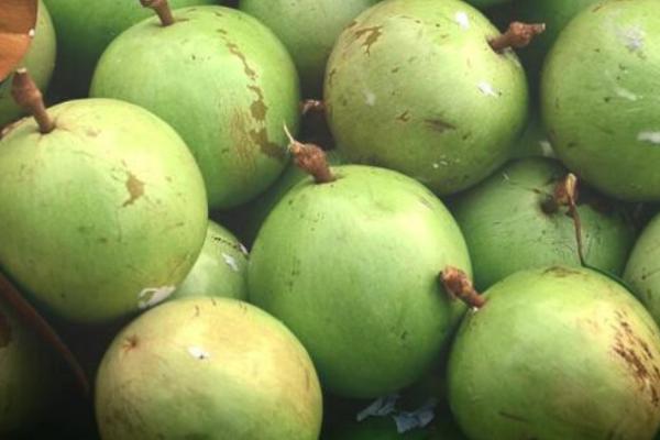 种植牛奶果要施什么肥料，一般可主施有机肥