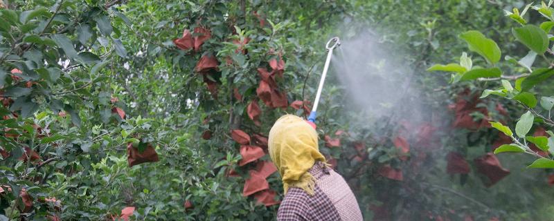 苹果园夏天打药禁忌