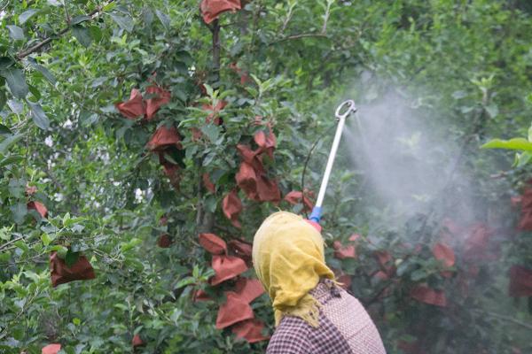 苹果园夏天打药禁忌，温度过高、露水未干时不能喷药