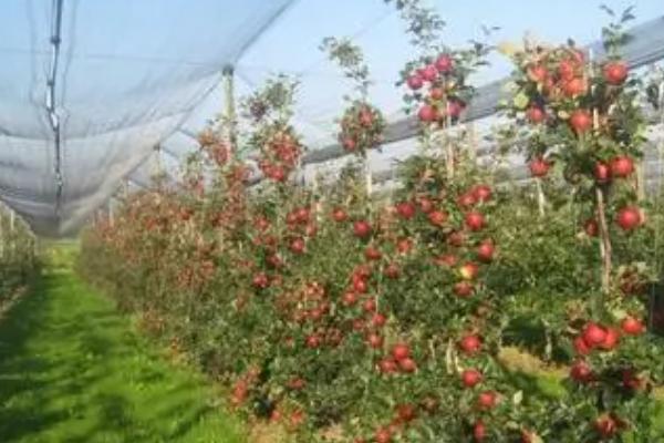 苹果园夏天打药禁忌，温度过高、露水未干时不能喷药