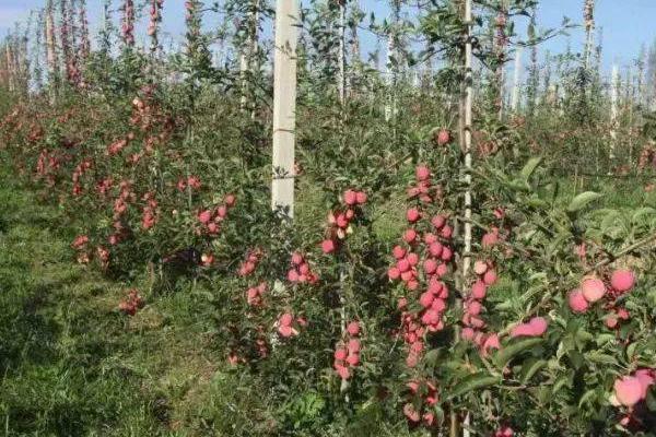 苹果园夏天打药禁忌，温度过高、露水未干时不能喷药