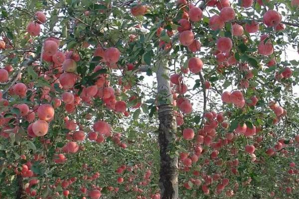 苹果园夏天打药禁忌，温度过高、露水未干时不能喷药