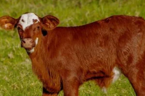 母牛七个月早产小牛能活吗，生命体征处于平稳状态便可活