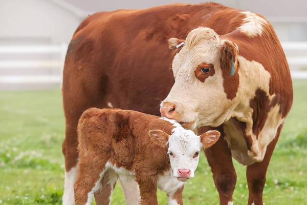 母牛七个月早产小牛能活吗，生命体征处于平稳状态便可活