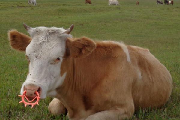 母牛七个月早产小牛能活吗，生命体征处于平稳状态便可活