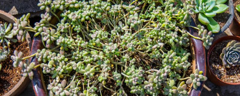 姬秋丽的浇水方法