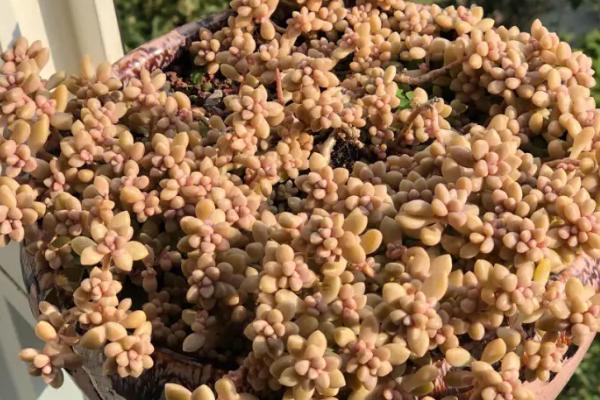 姬秋丽的浇水方法，根据天气调整浇水频率