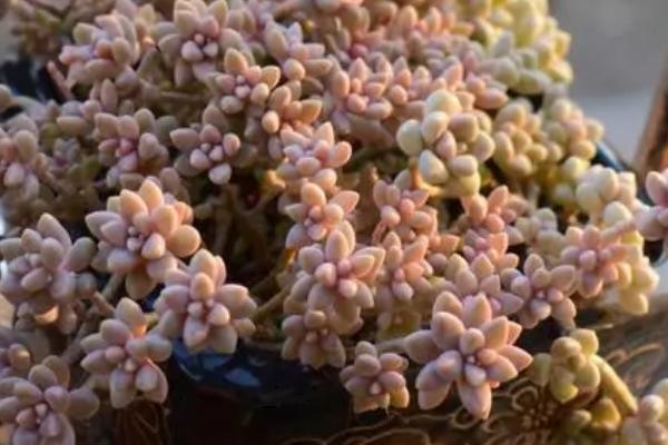 姬秋丽的浇水方法，根据天气调整浇水频率