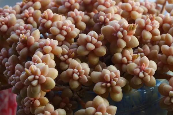 姬秋丽的浇水方法，根据天气调整浇水频率